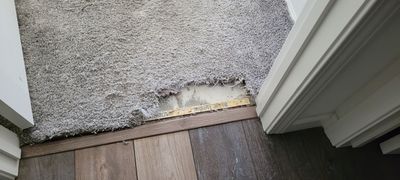Repairing Carpet Damaged by Cats