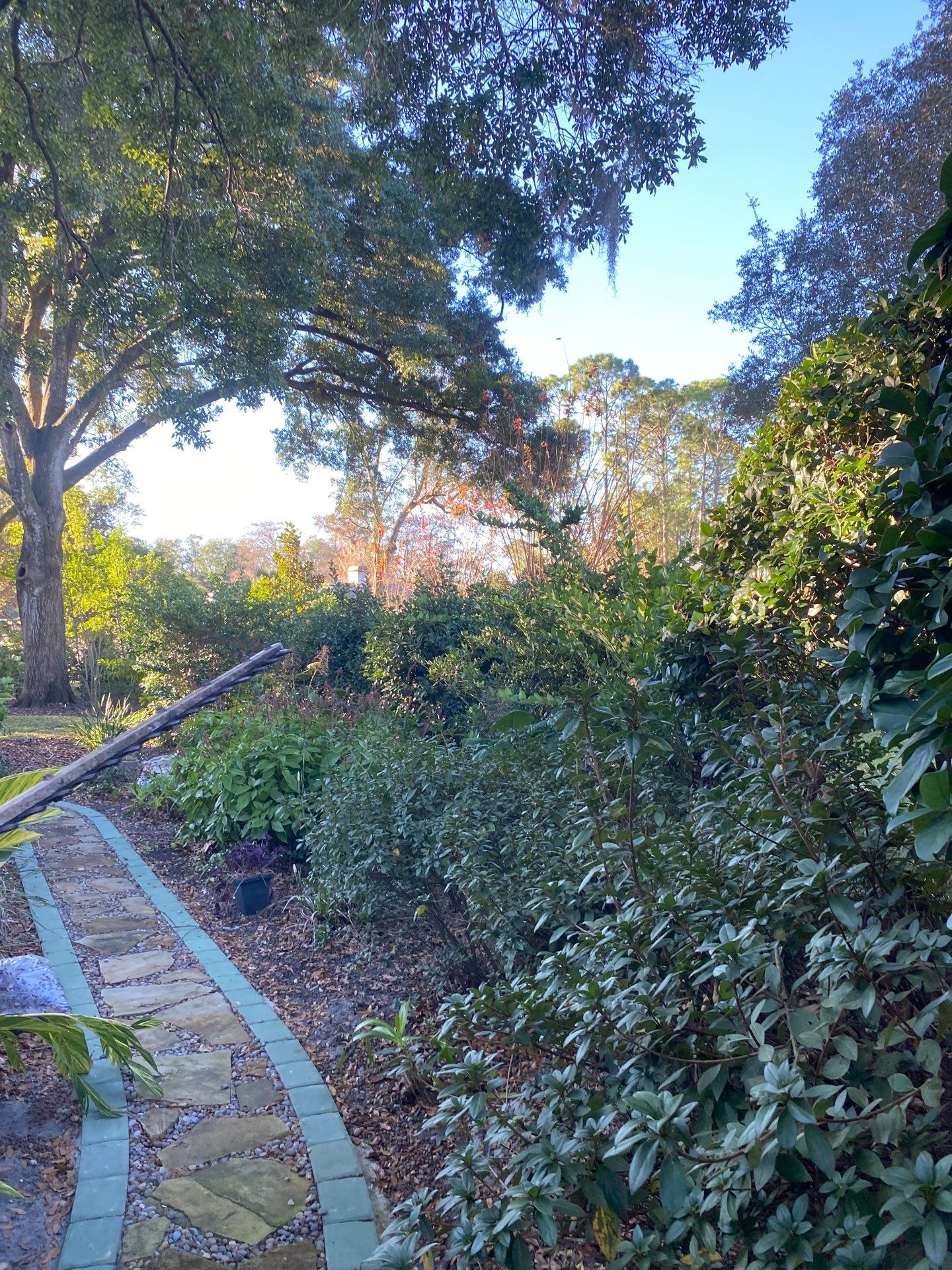 Deerwood Resident | Tree Removal by ProGreen Services