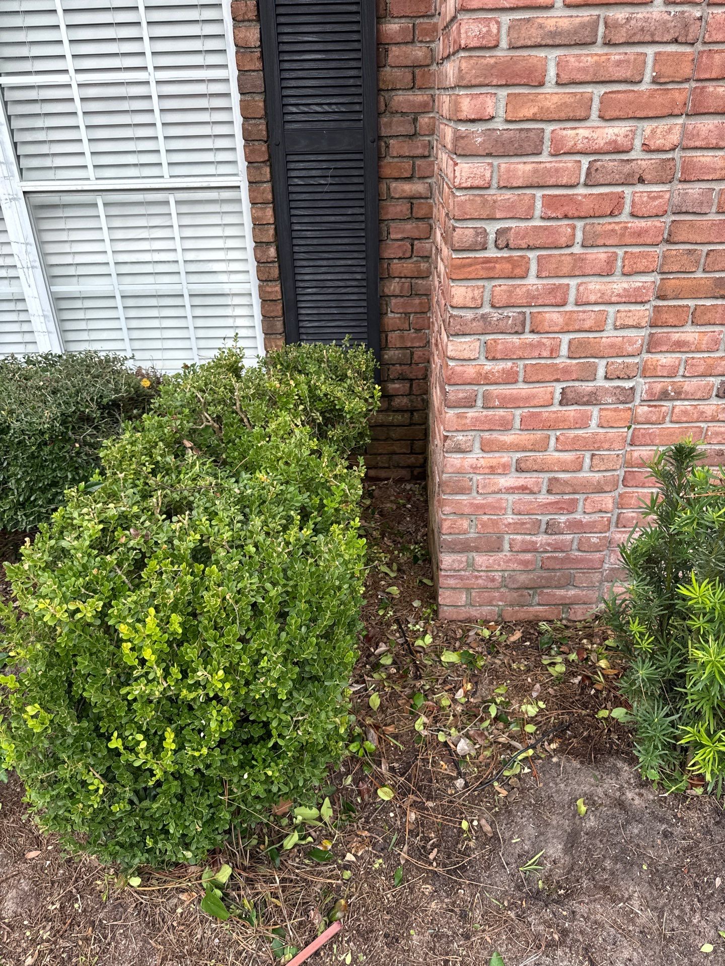 Residential | Shrub Trimming by ProGreen Services