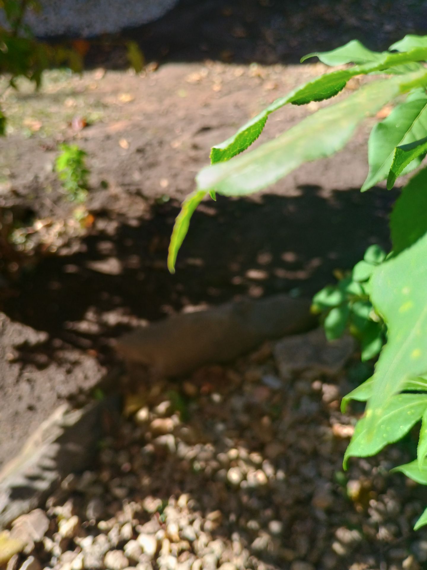 A French Drain for Jeniffer by Waterproofing Northeast