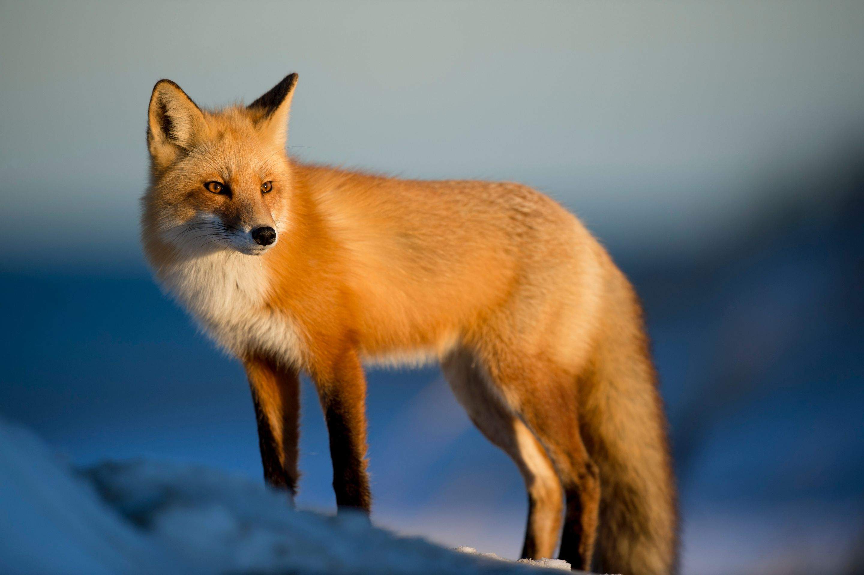 Animals using Ruby by CompanyCam