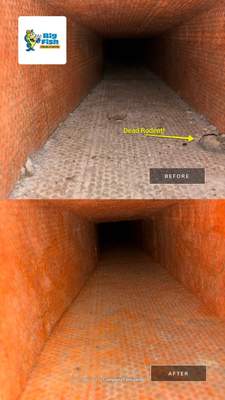 Duct Cleaning - DEAD RODENTS!