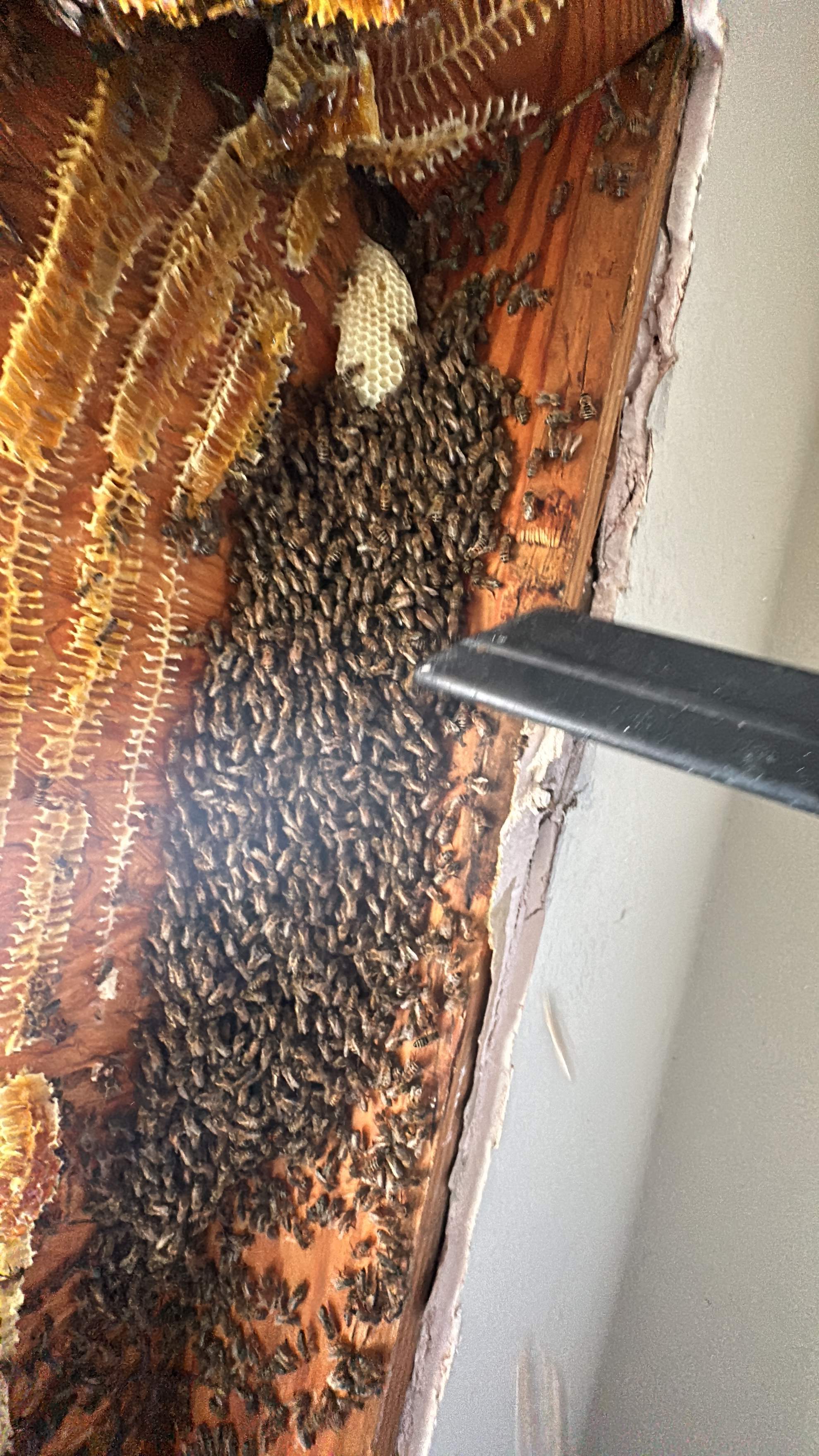 Sheetrock Bees by Rockwall Honey Bee Company