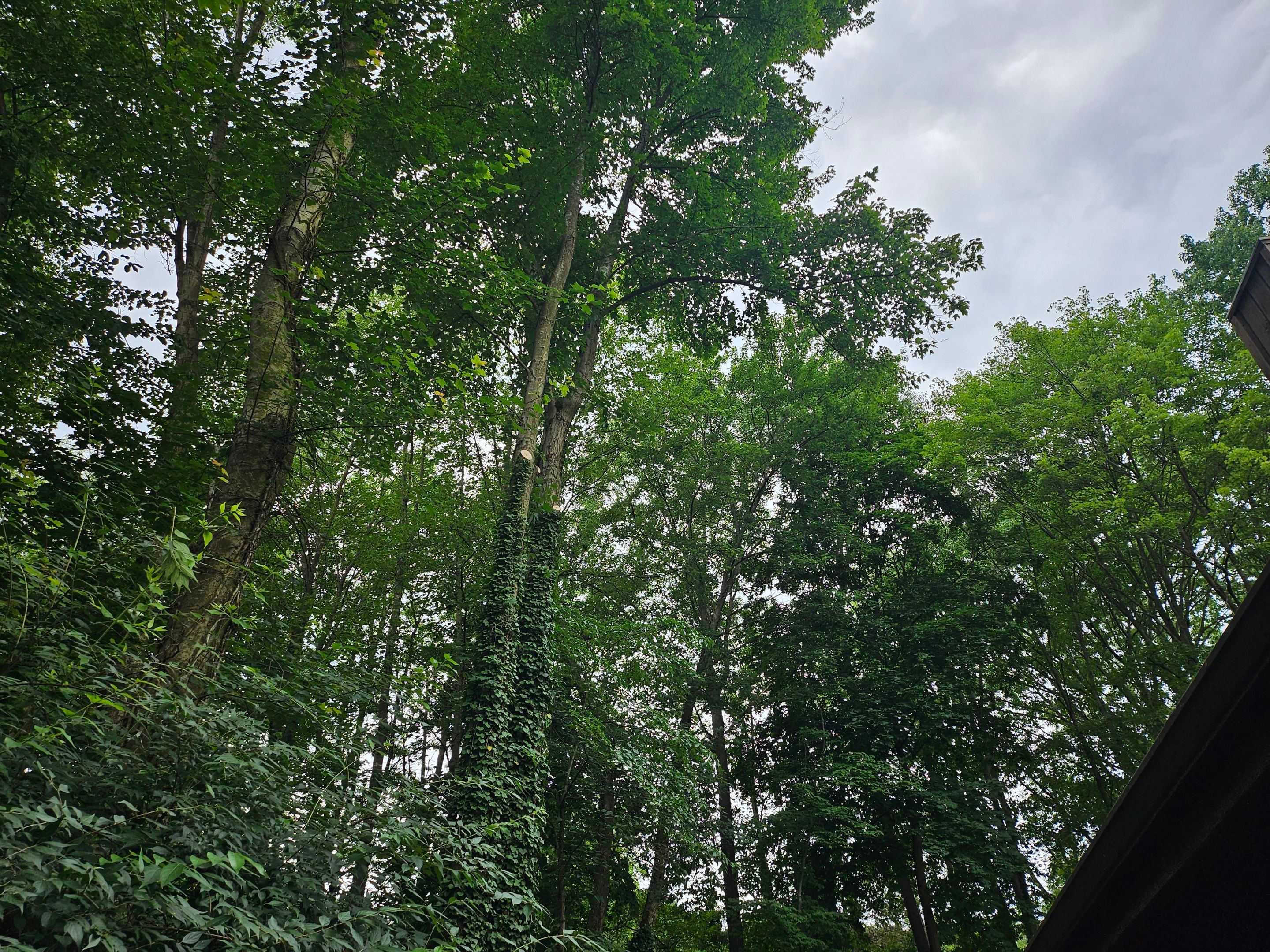 Tree Trimming using Tree Pruing by Mike Jones & Sons Tree Service LLC 