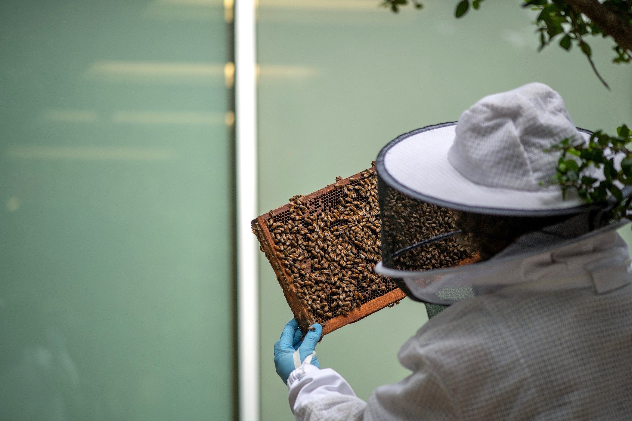 Urban Beekeeping in Dallas by Rockwall Honey Bee Company