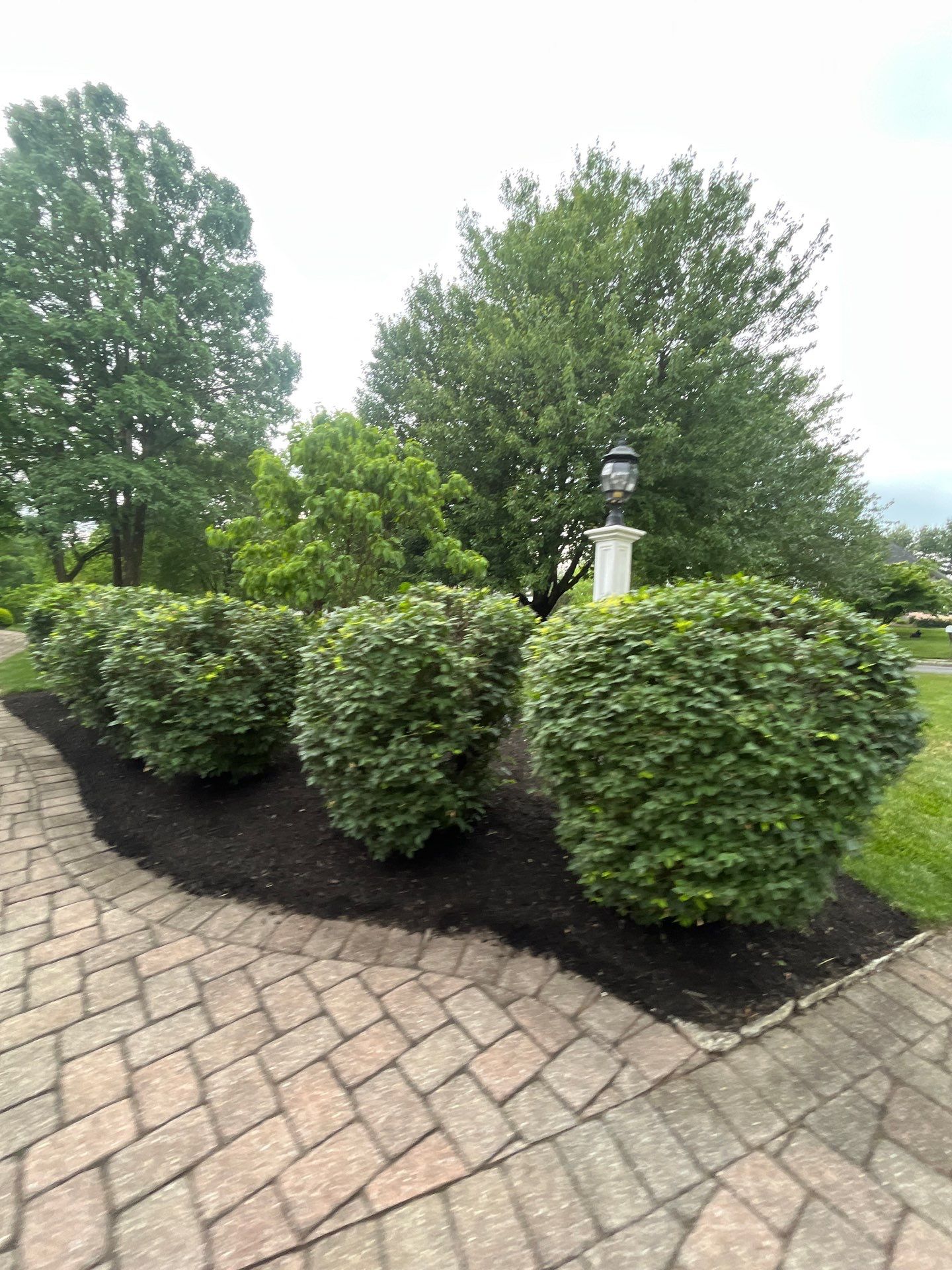 Comprehensive Shrub and Ornamental Bed Maintenance in Basking Ridge by Ants Plants