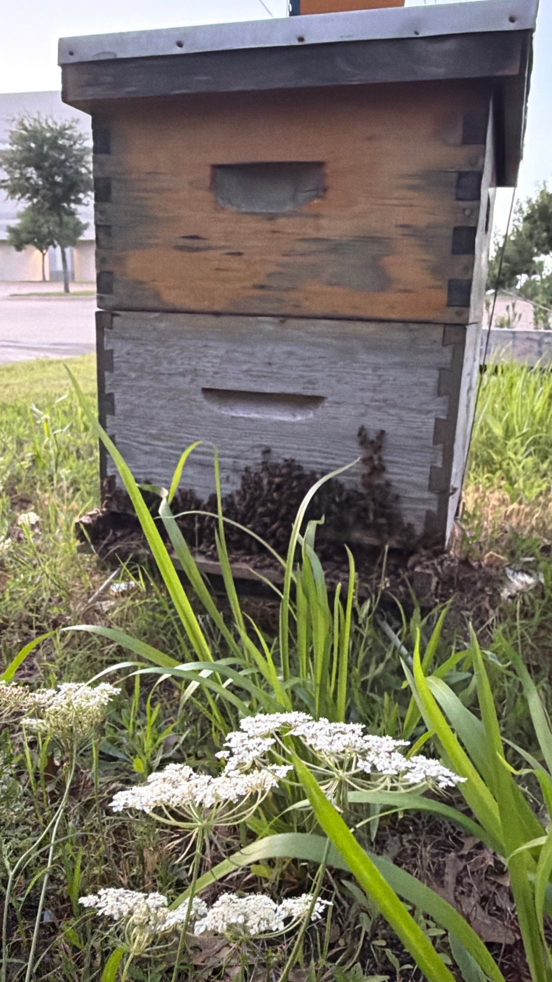 Bees by the Lot by Rockwall Honey Bee Company