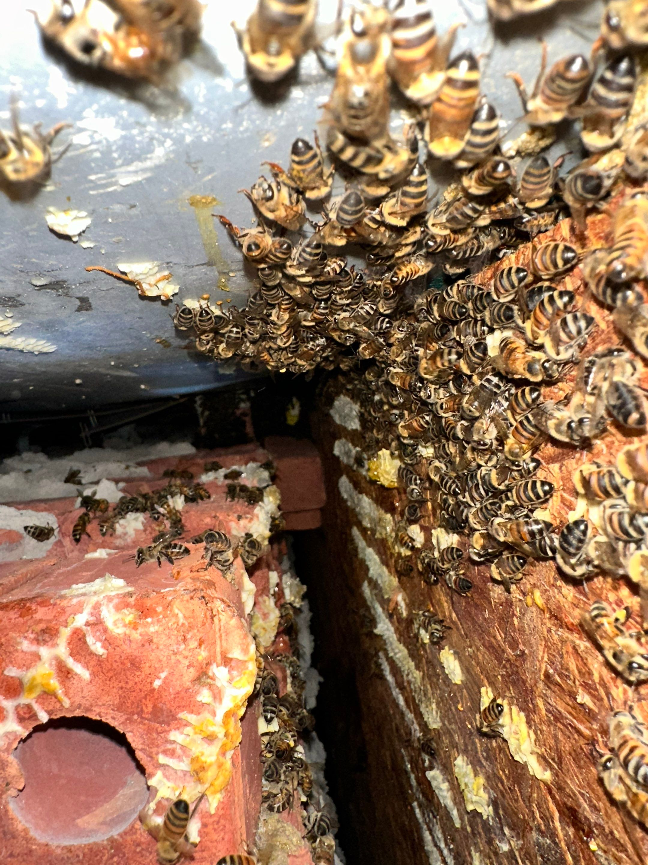 Bees Behind Bricks by Rockwall Honey Bee Company