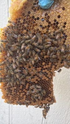 Shedding Bees
