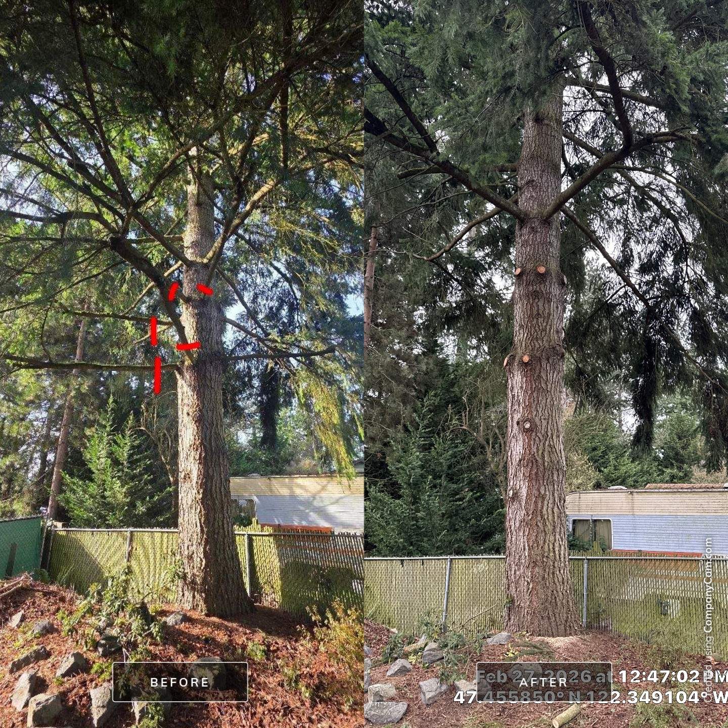 Douglas Fir Canopy Raising & Tree Trimming in Burien, WA by Sound Tree Care LLC