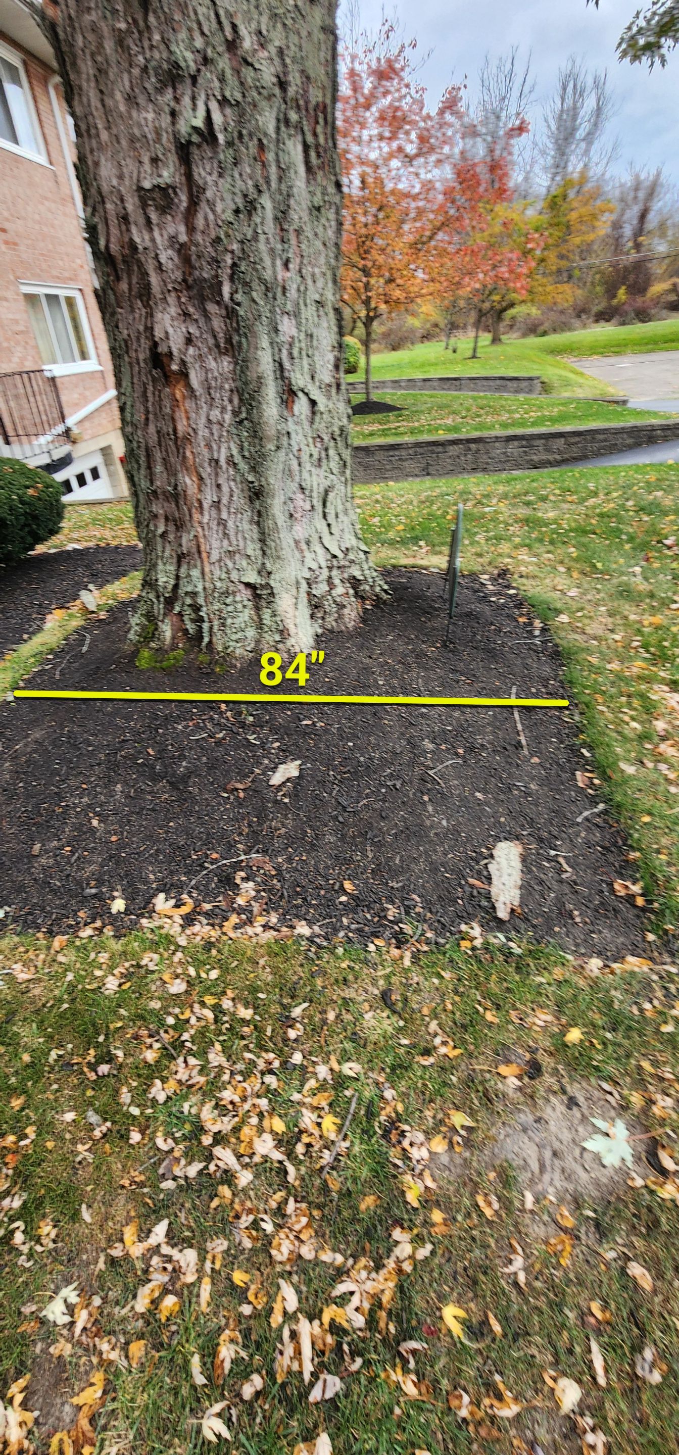 Emergency Job: Removal of Branch by Treeman Tom LLC