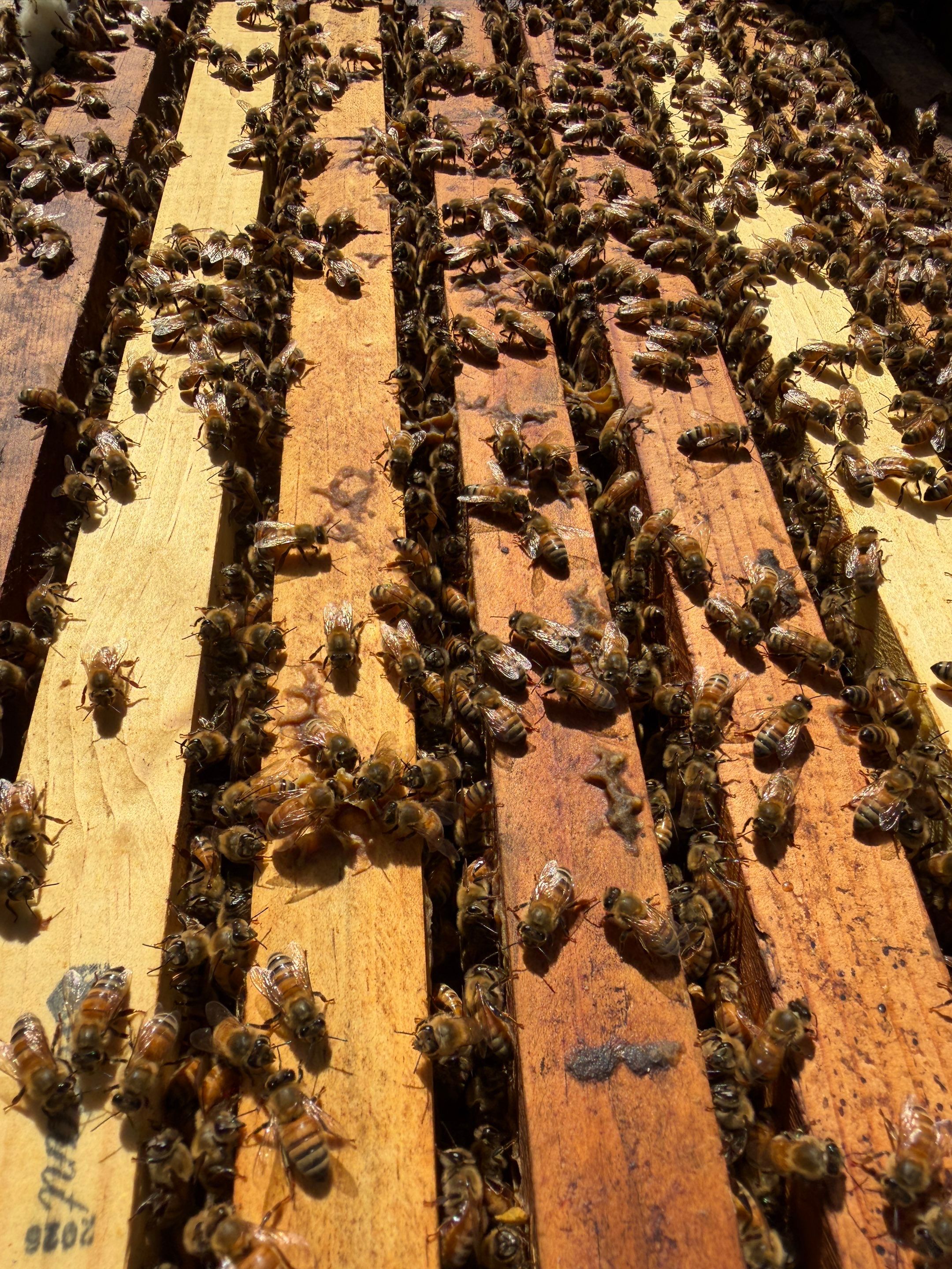 Cavnar Gang-Busters by Rockwall Honey Bee Company