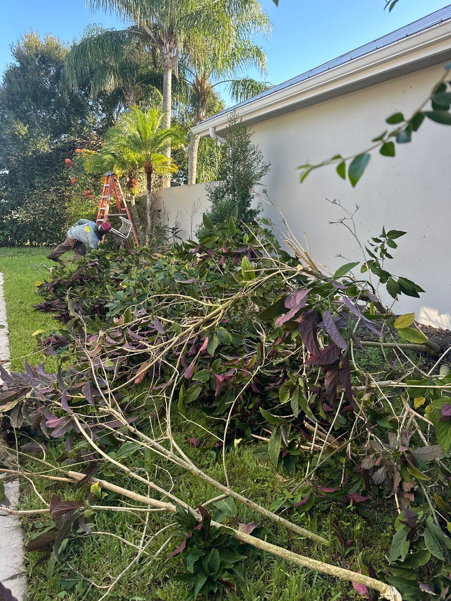 🌱 Evergreen Residential Cleanup — Palm City by Alpha Zeta Enterprises Inc