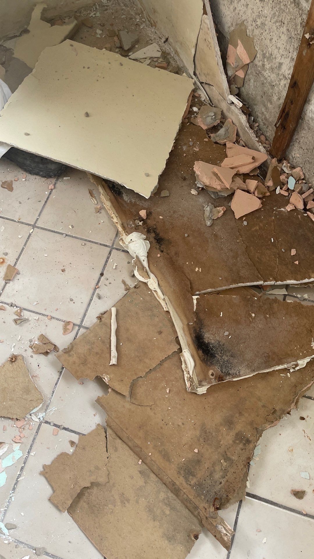 Mold Remediation  by THE RAPID TEAM