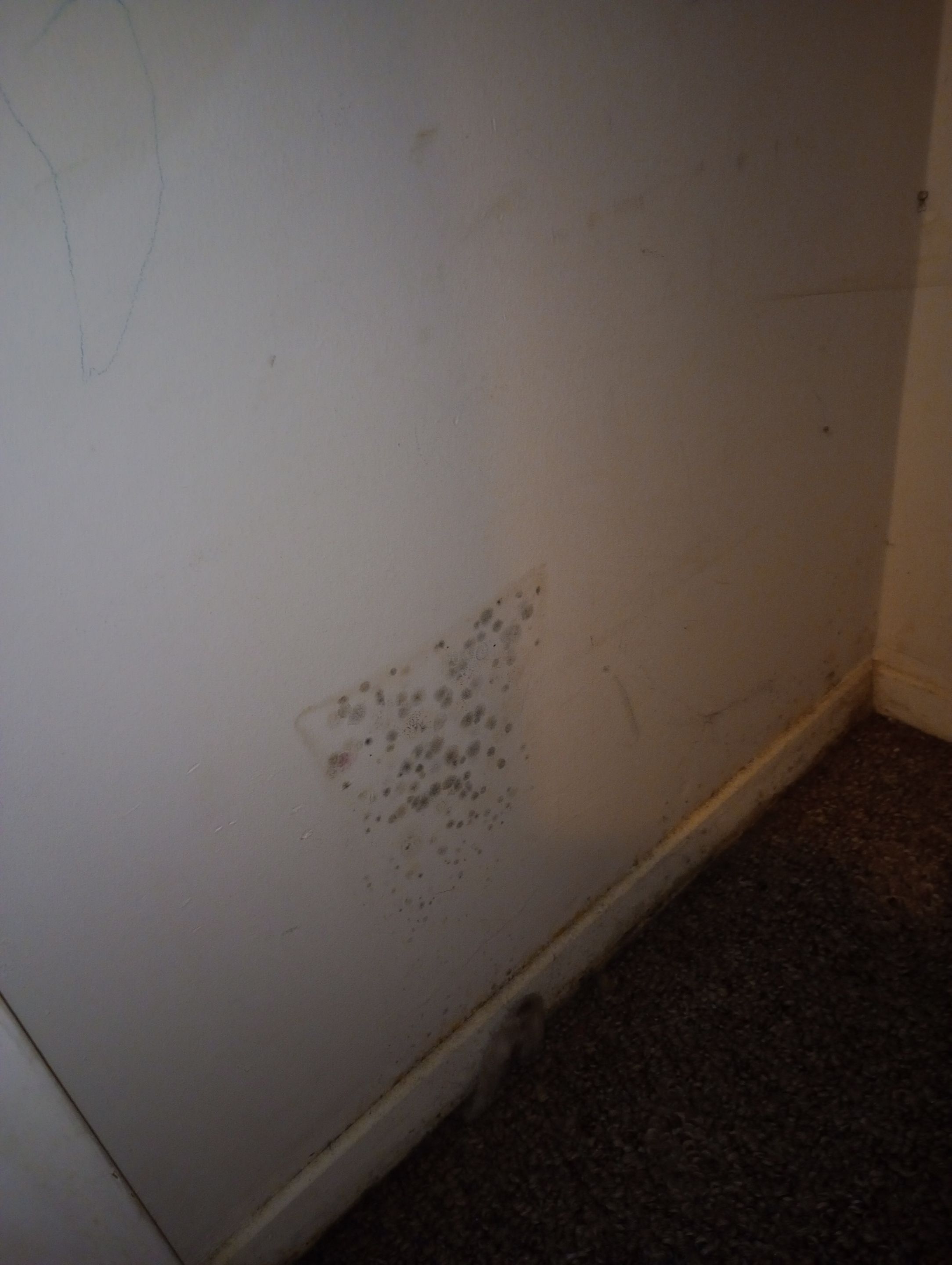 Mold Remediation After Water Damage in a Home in Clarksville, IN by ANR Restoration