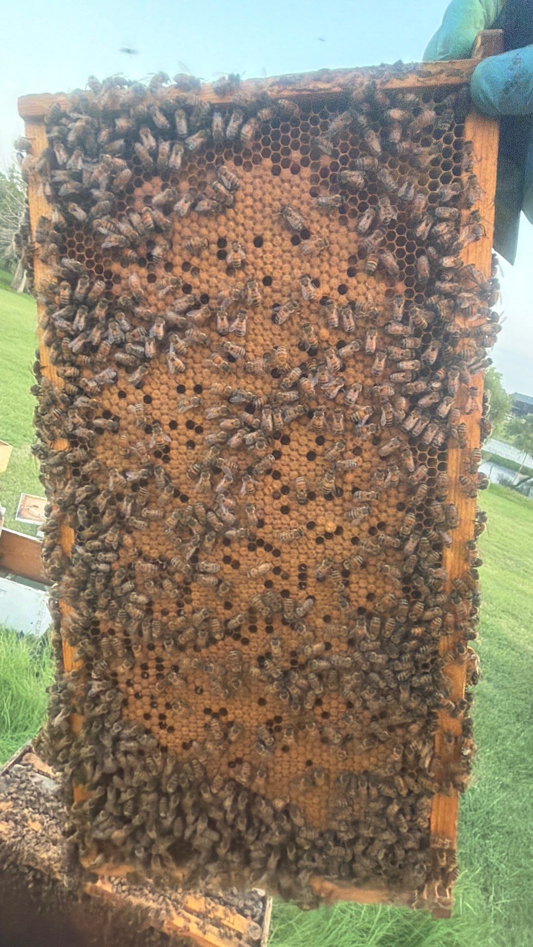 Double Family Property in Heath for Ag. Exemption by Rockwall Honey Bee Company