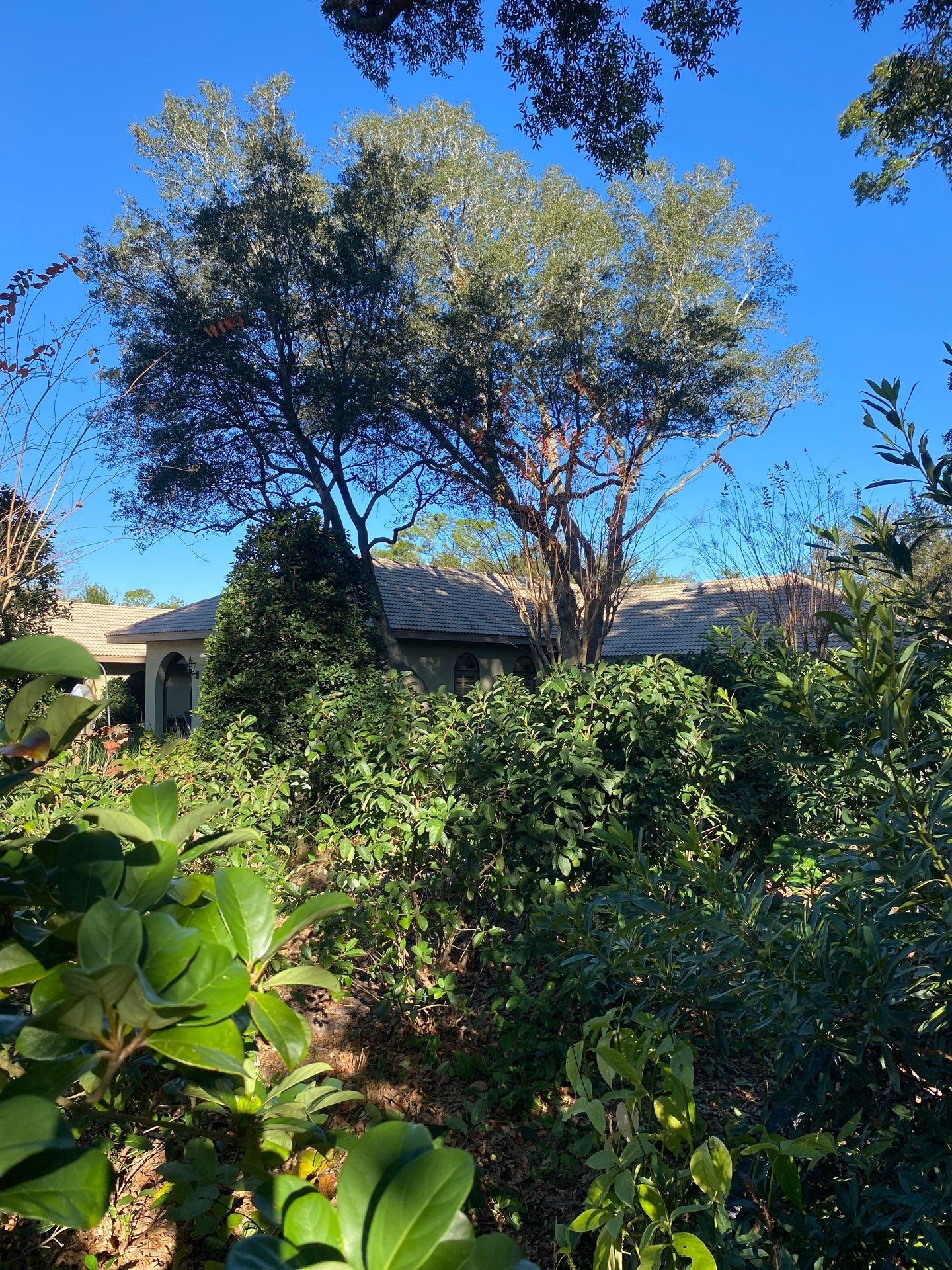 Deerwood Resident | Tree Removal by ProGreen Services