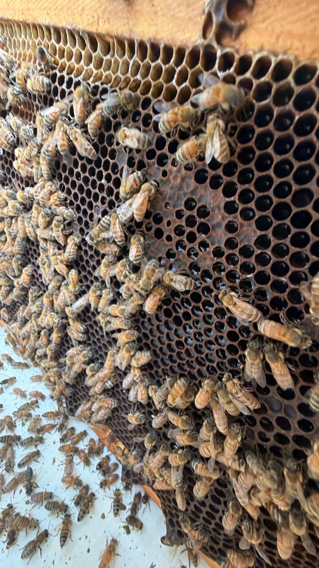 Rustic Grace Apiary in Van Alstyne, TX by Rockwall Honey Bee Company