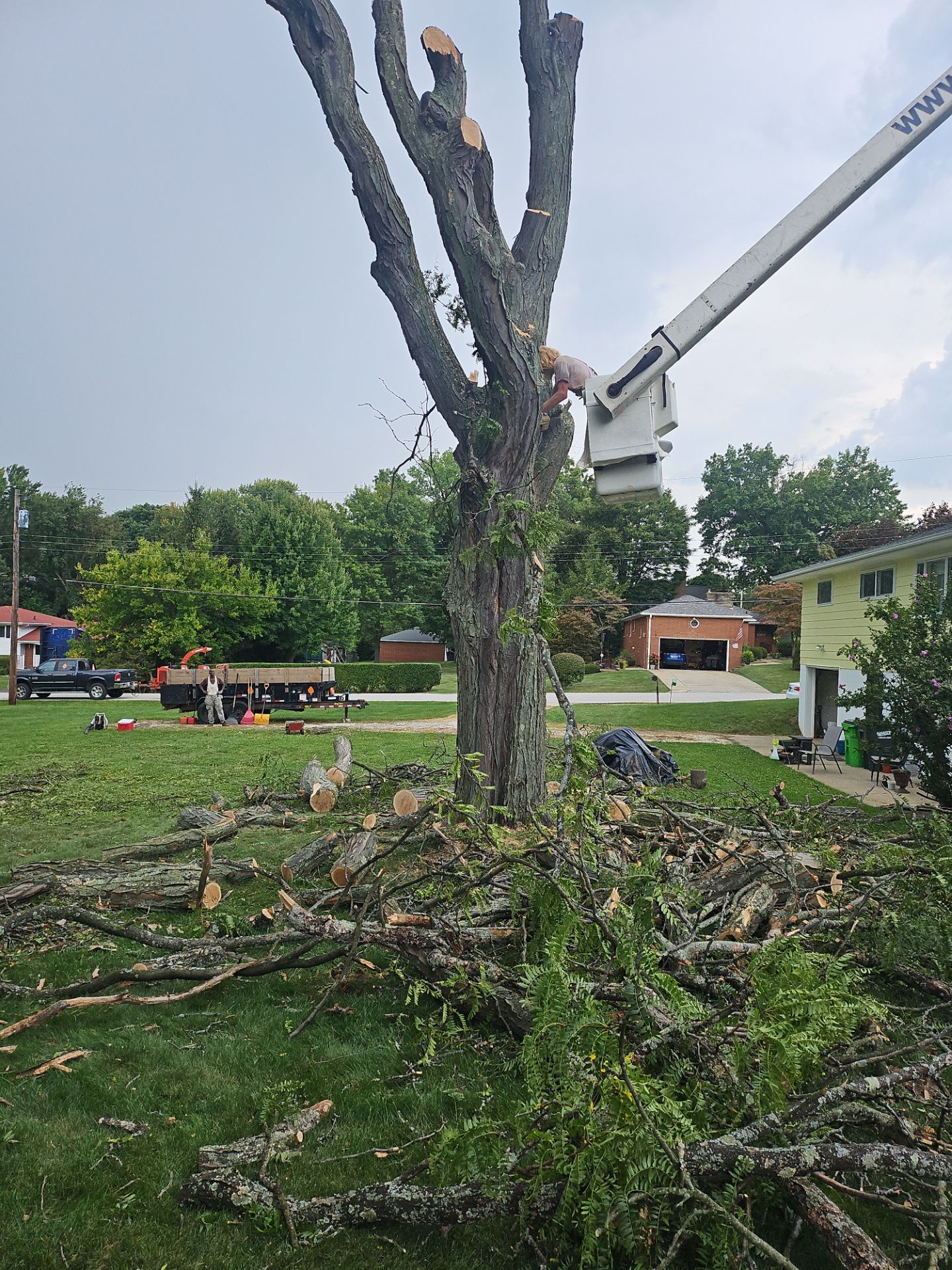 Tree Removal using Tree Removal by Mike Jones & Sons Tree Service LLC 