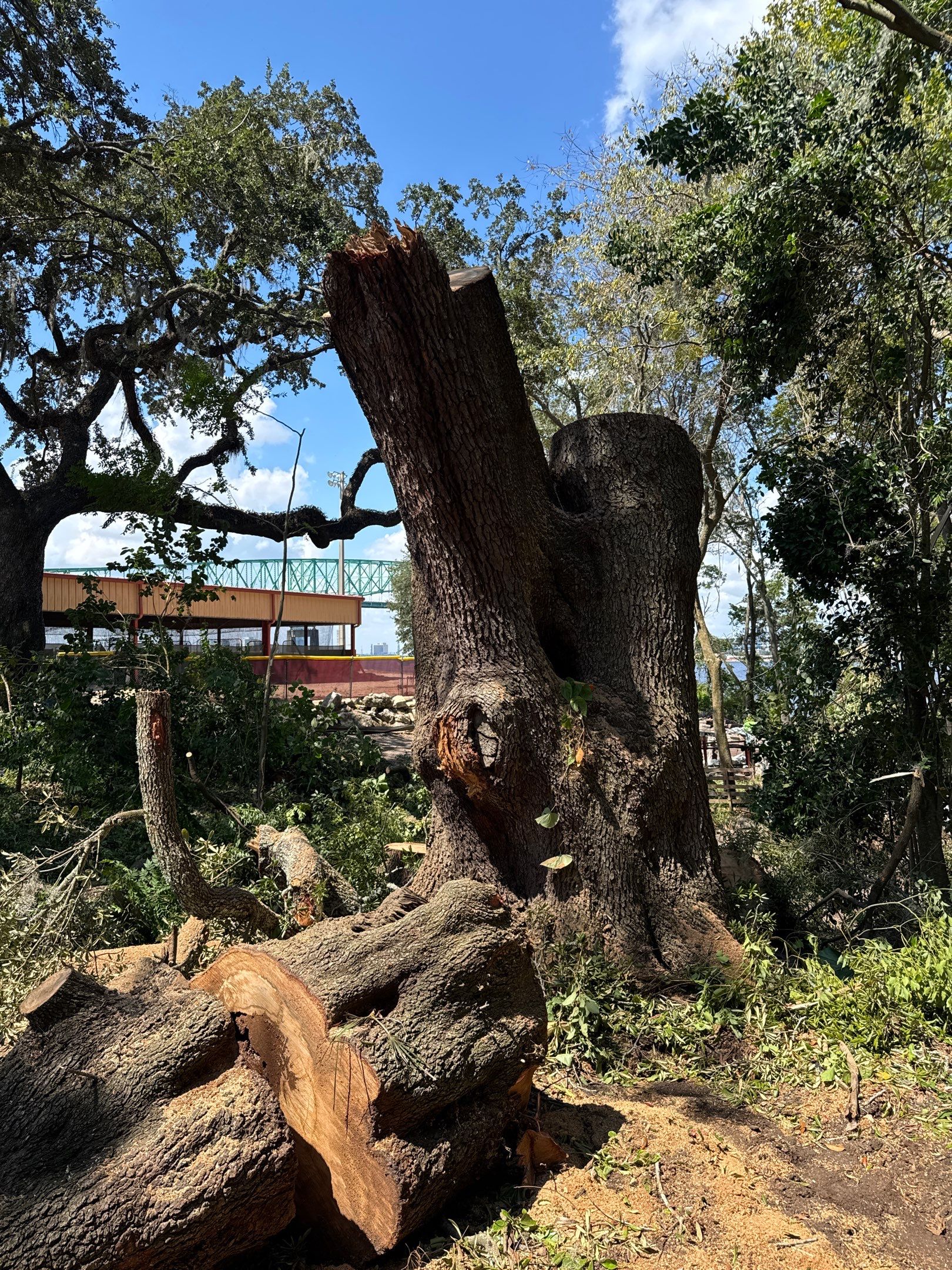 Tree Removal | Episcopal Softball Field by ProGreen Services