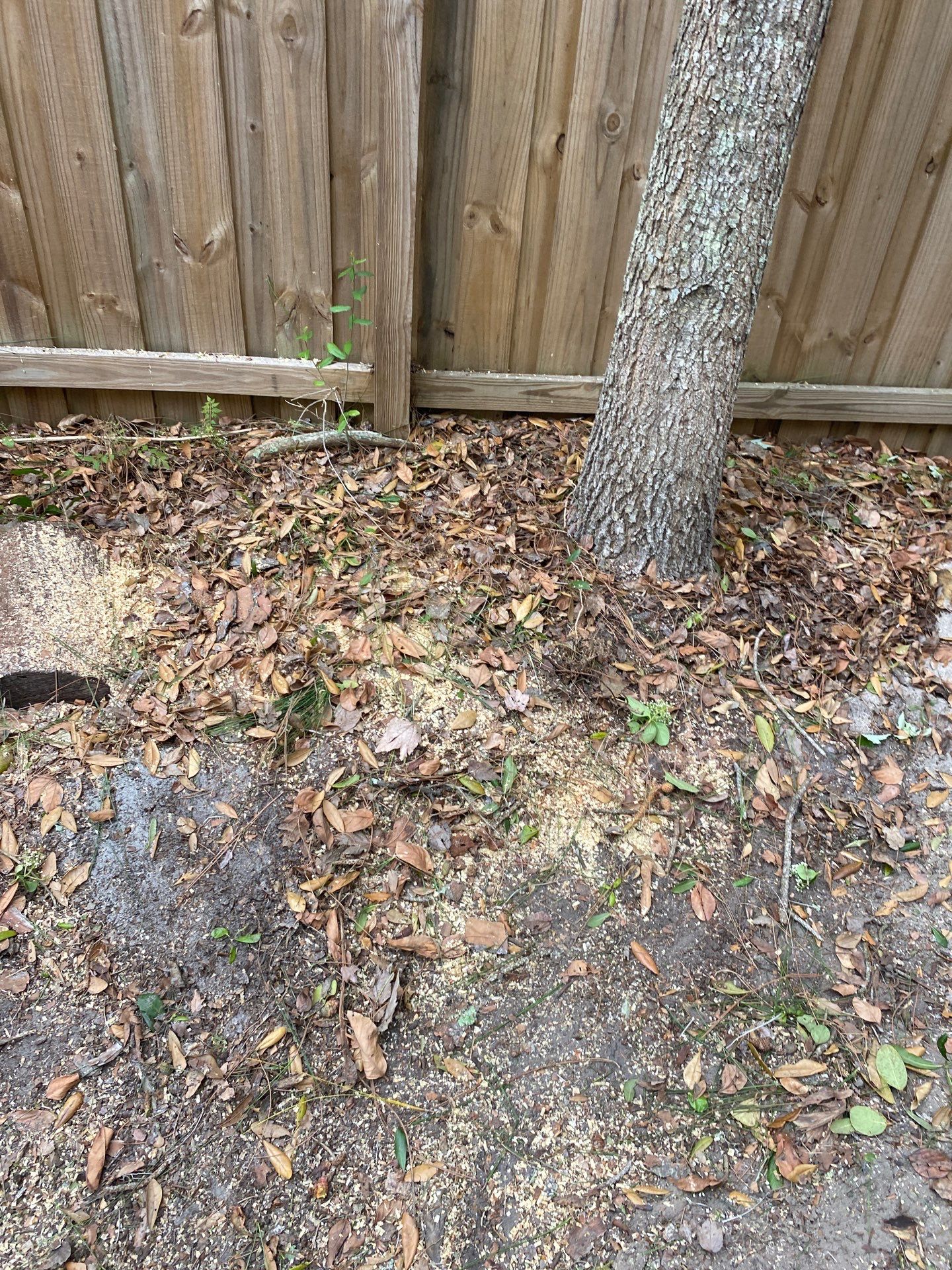 Deerwood Resident | Tree Removal by ProGreen Services