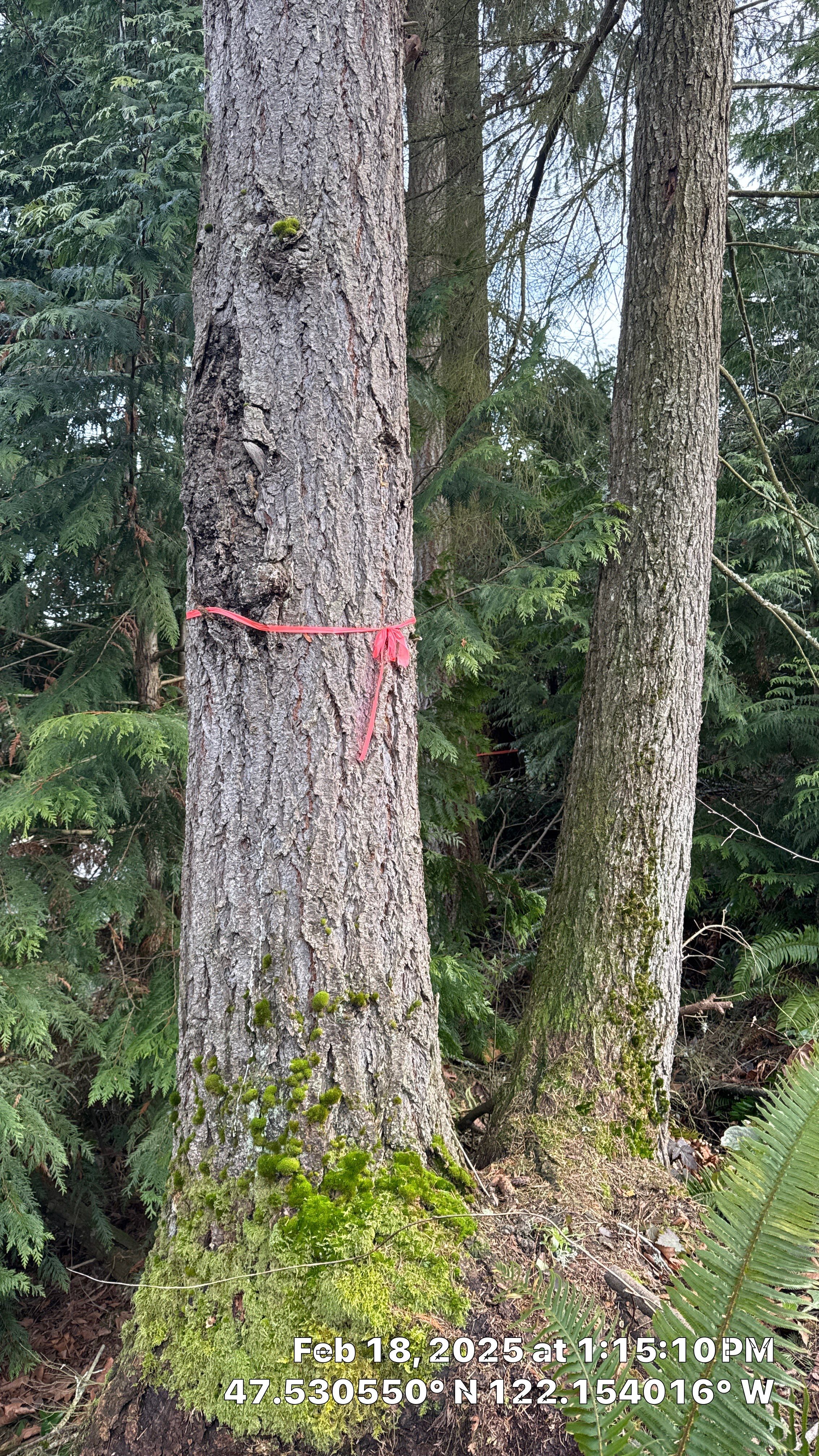 🌲 Newcastle HOA Arborist Report by Sound Tree Care LLC