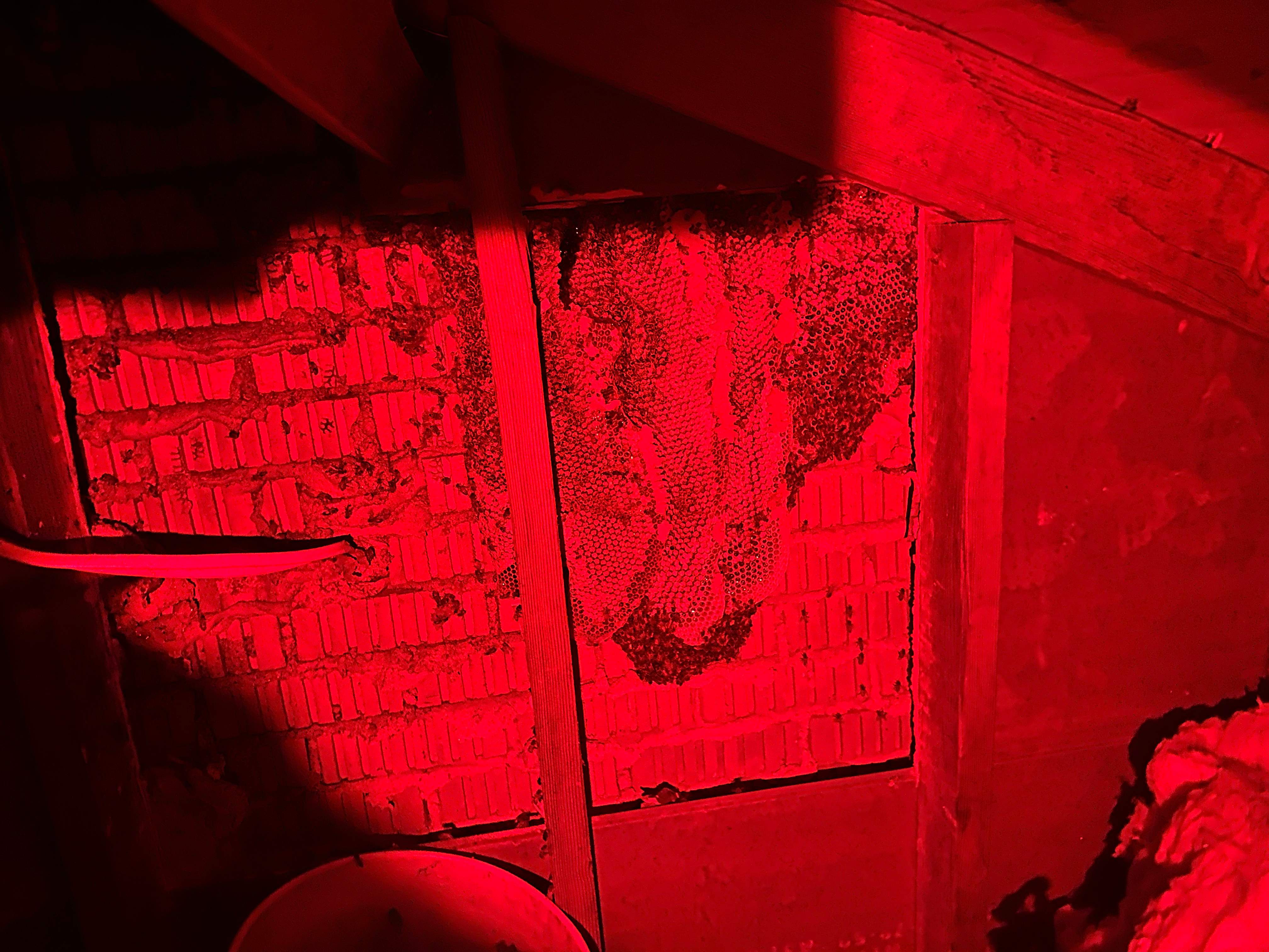 Red Light Attic by Rockwall Honey Bee Company