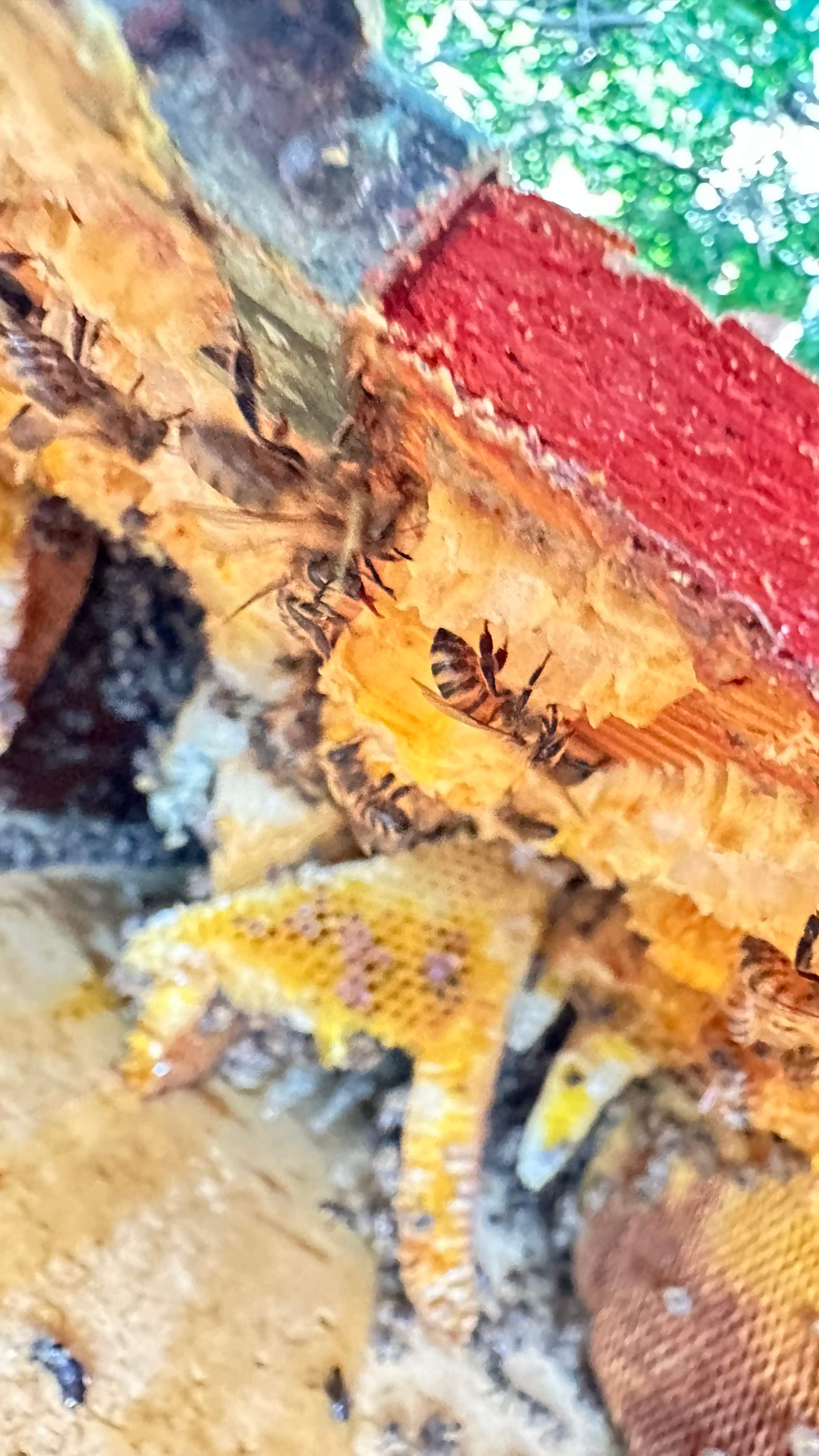 Under Shingles by Rockwall Honey Bee Company