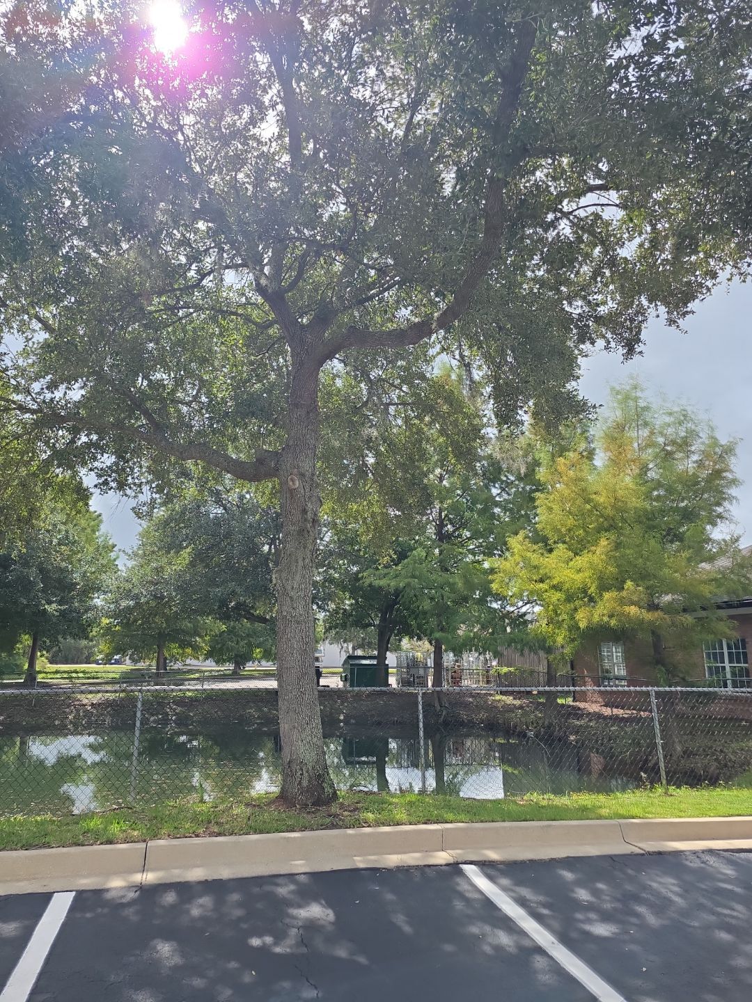Commercial Property | Tree Removal & Trimming by ProGreen Services