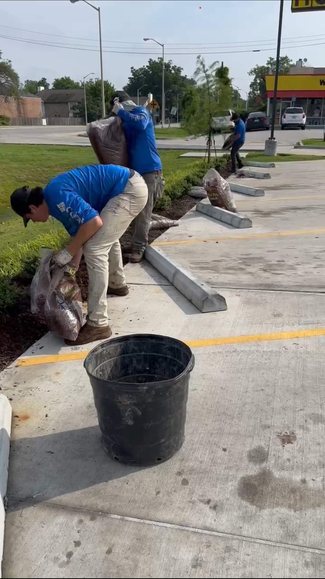 COMMERCIAL LAWN MAINTENANCE: HEDGE TRIM / BED CLEAN / MULCH INSTALL using BROWN MULCH "BARK BRITE" by CutScape, LLC.