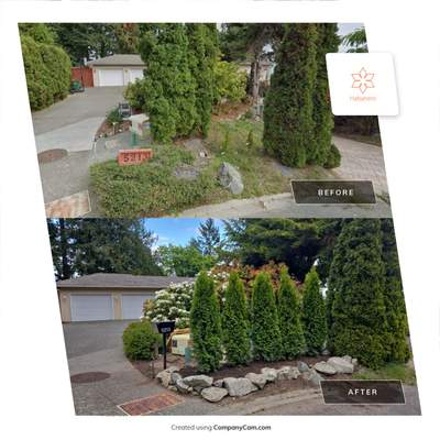 Hedge Installation – Privacy Enhancement and Visual Framing