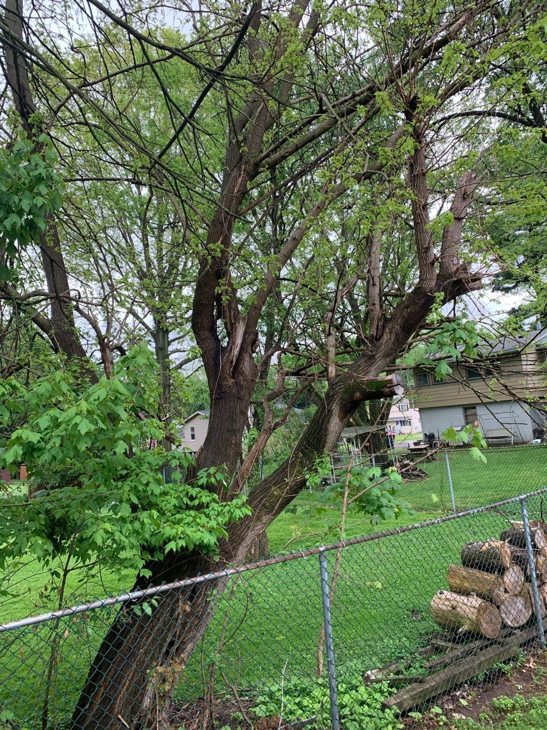 Tree Removal using Tree Removal by Mike Jones & Sons Tree Service LLC 