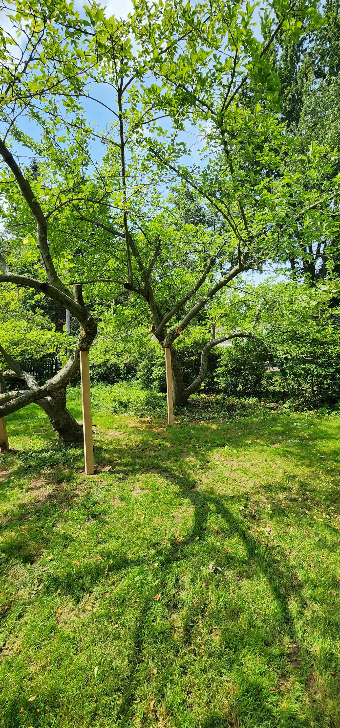 Tree Preservation by Treeman Tom LLC