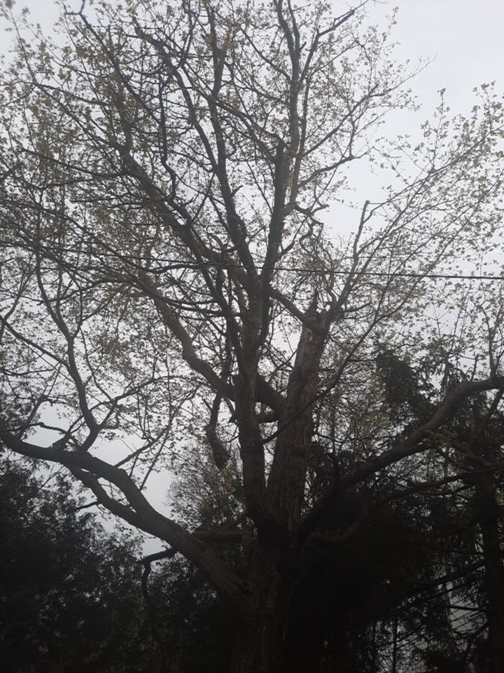 Tree Removal using Tree Removal by Mike Jones & Sons Tree Service LLC 