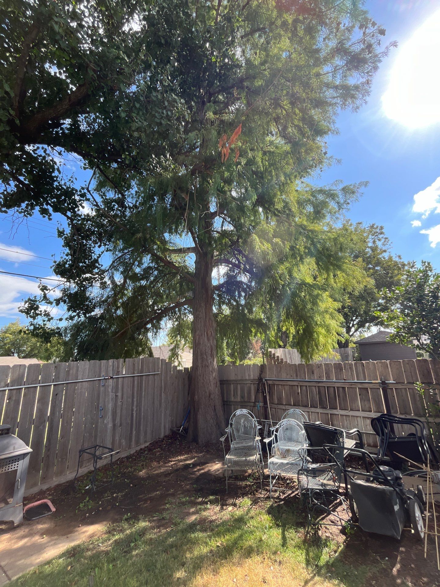 Tree Removal using Chainsaws by Clays Services Inc