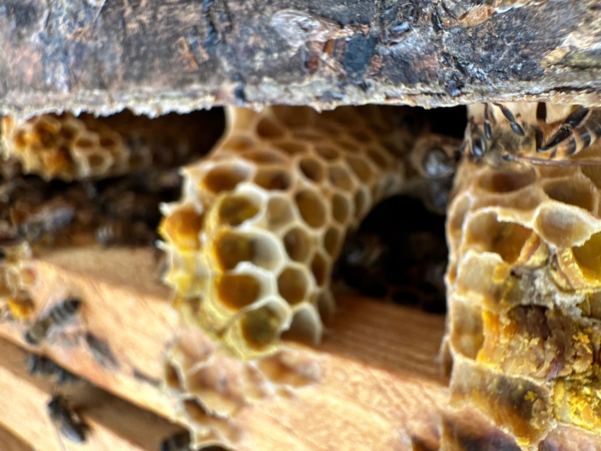 Richdardson Corporate Bees by Rockwall Honey Bee Company