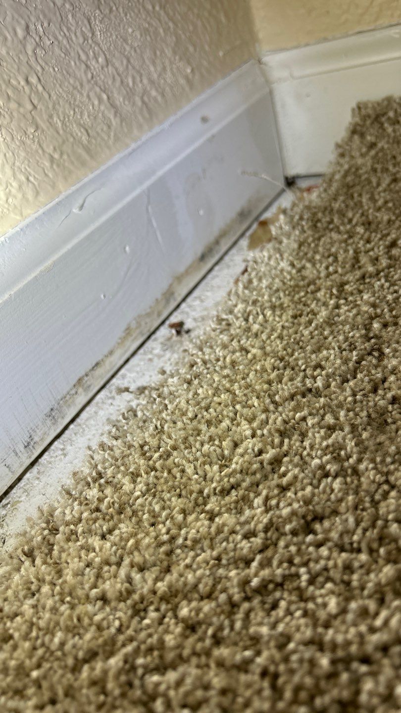 Mold Damage Project in Lakewood by Accountable Home Services