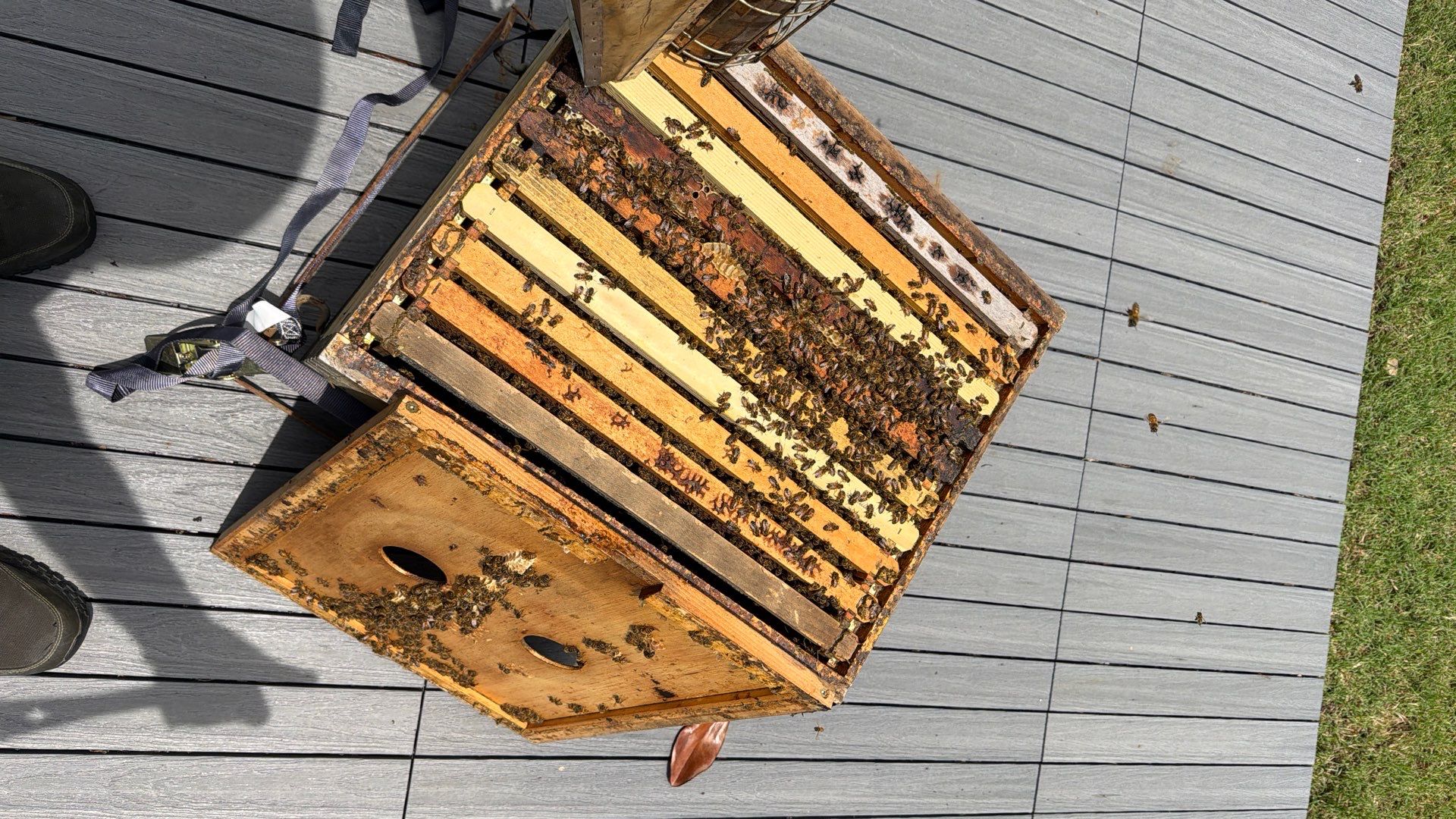 Platform Precious Population by Rockwall Honey Bee Company