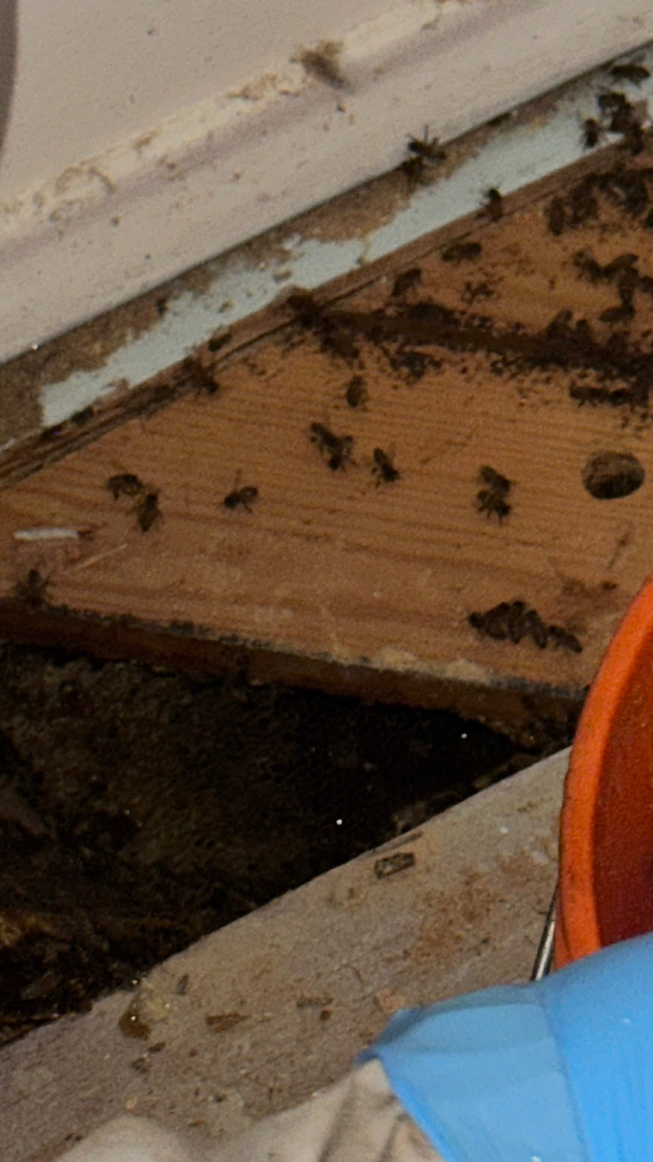 Under-foot. by Rockwall Honey Bee Company