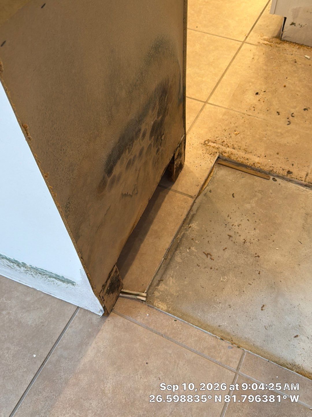 Fort Myers Water Damage Restoration and Professional Mold Remediation by Microscope