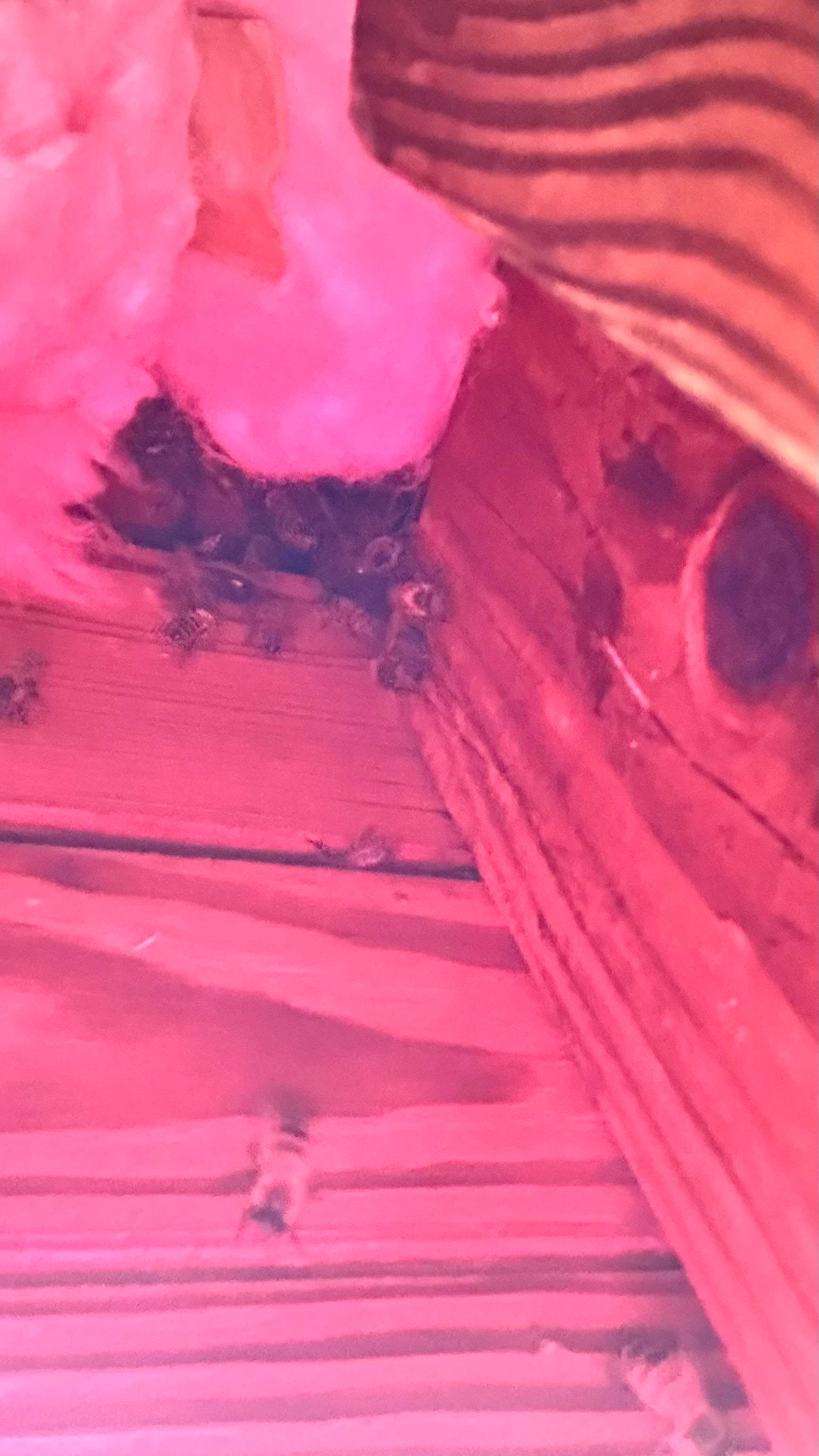 Unsealed Attic by Rockwall Honey Bee Company