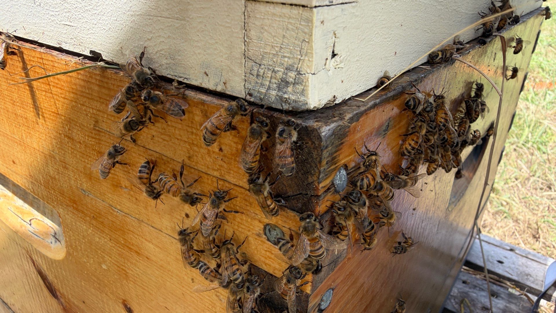 Porter & Pony Apiary by Rockwall Honey Bee Company