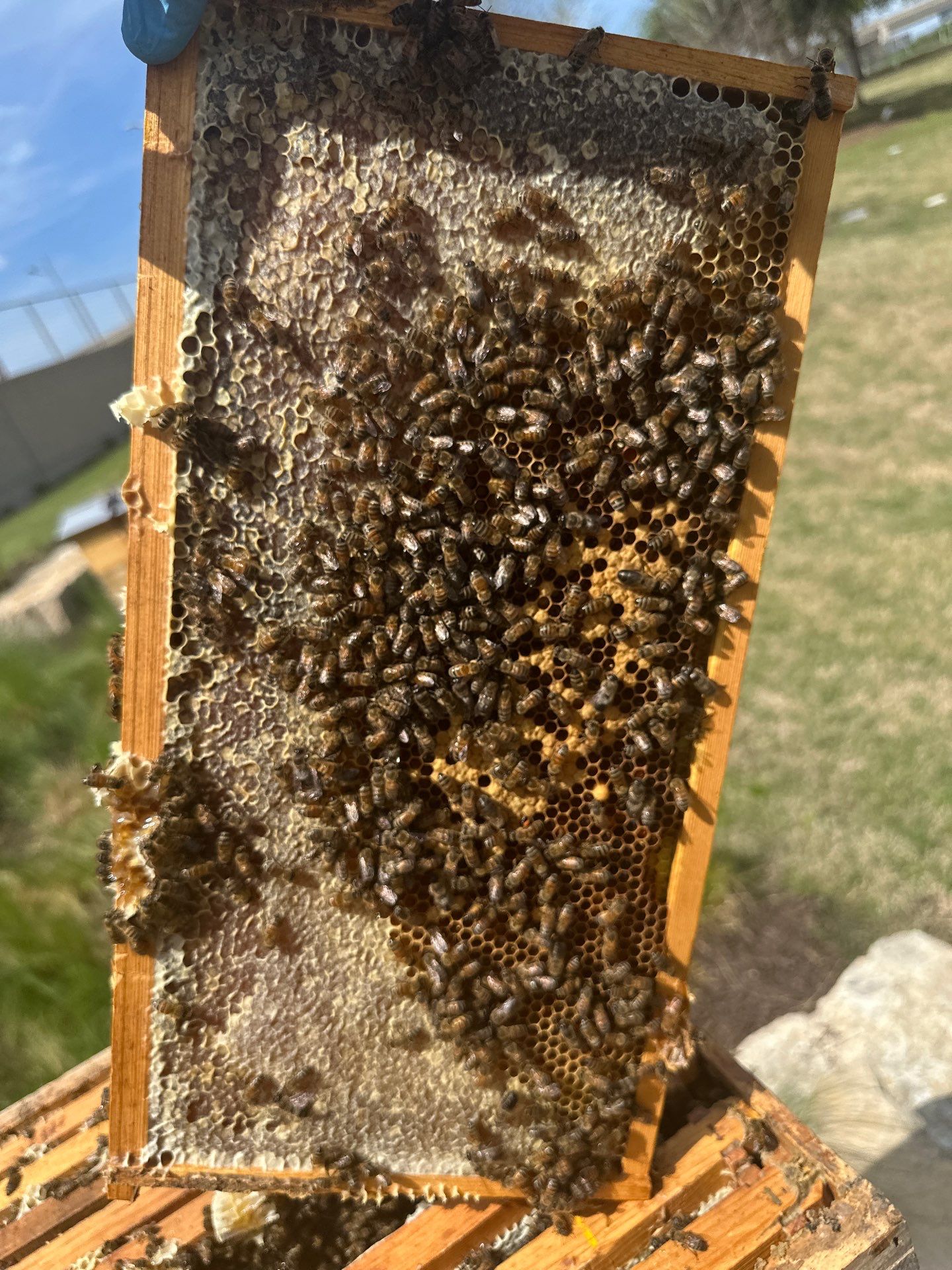 Corporate HQ by Rockwall Honey Bee Company