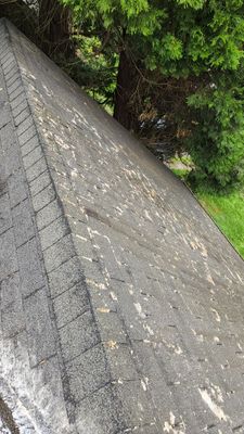 Moss Treatment using Biocide