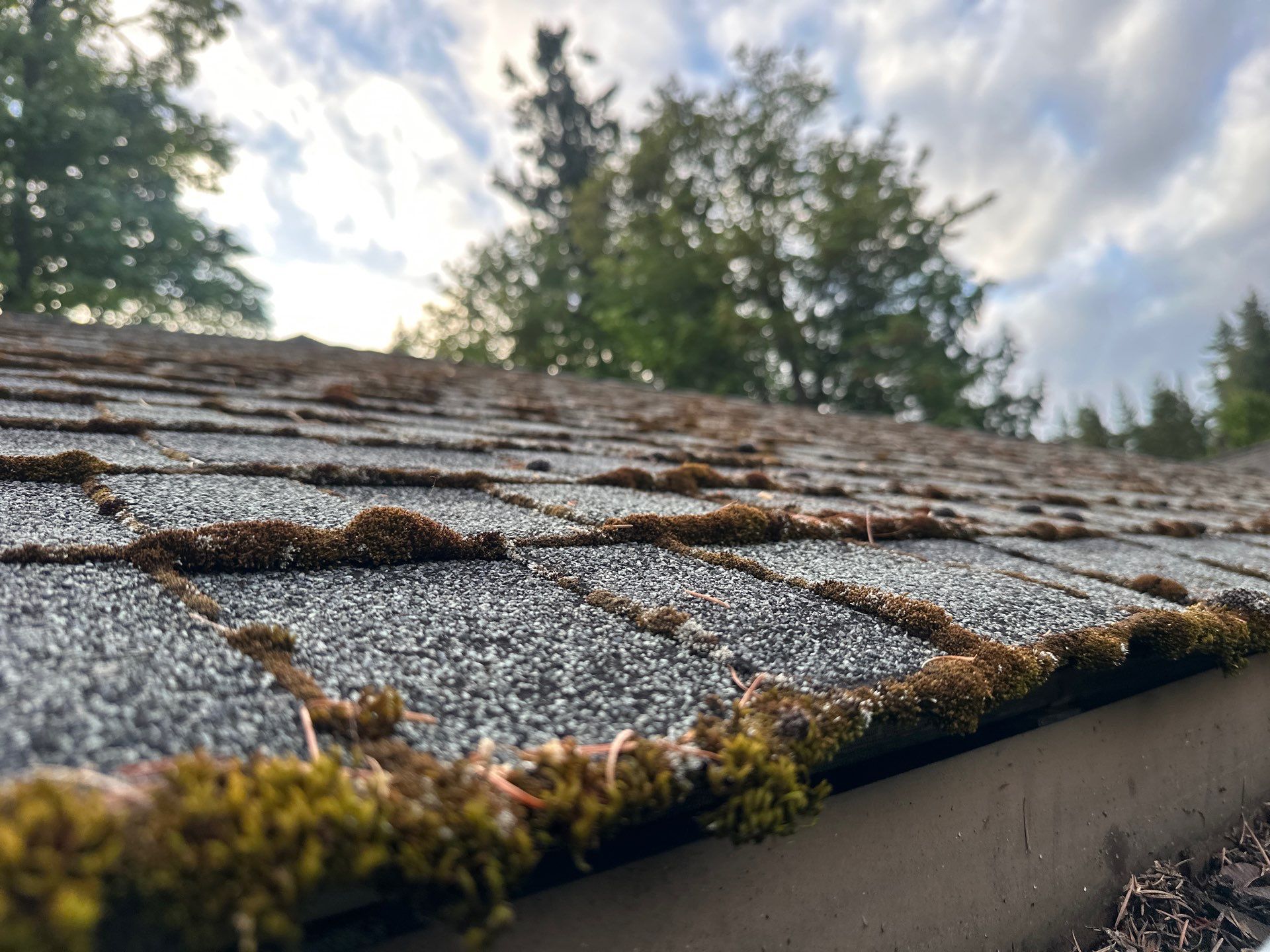 Softwashed in many Years back, and organic regrowth significant by DawnSky LLC
