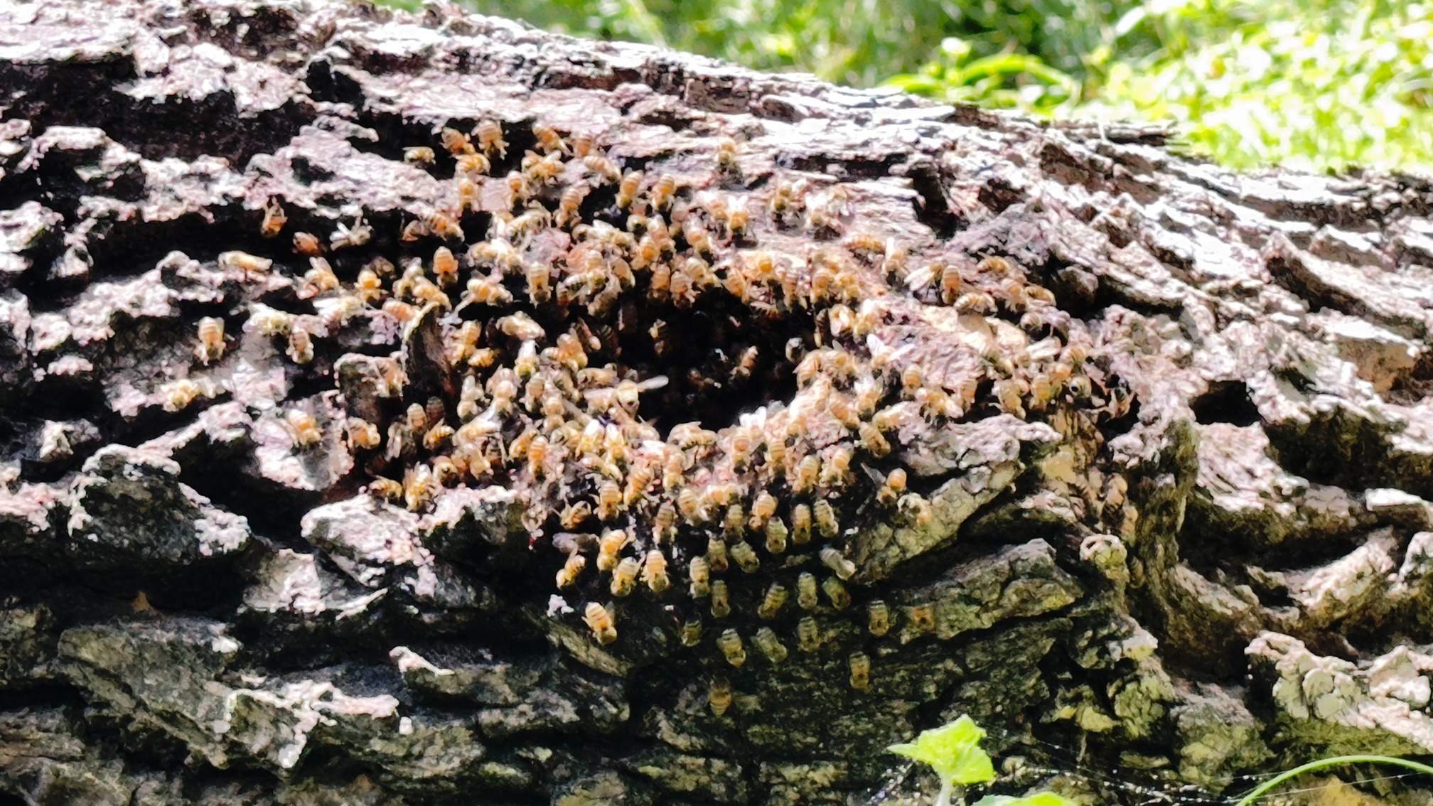 Two Trees One Yard by Rockwall Honey Bee Company