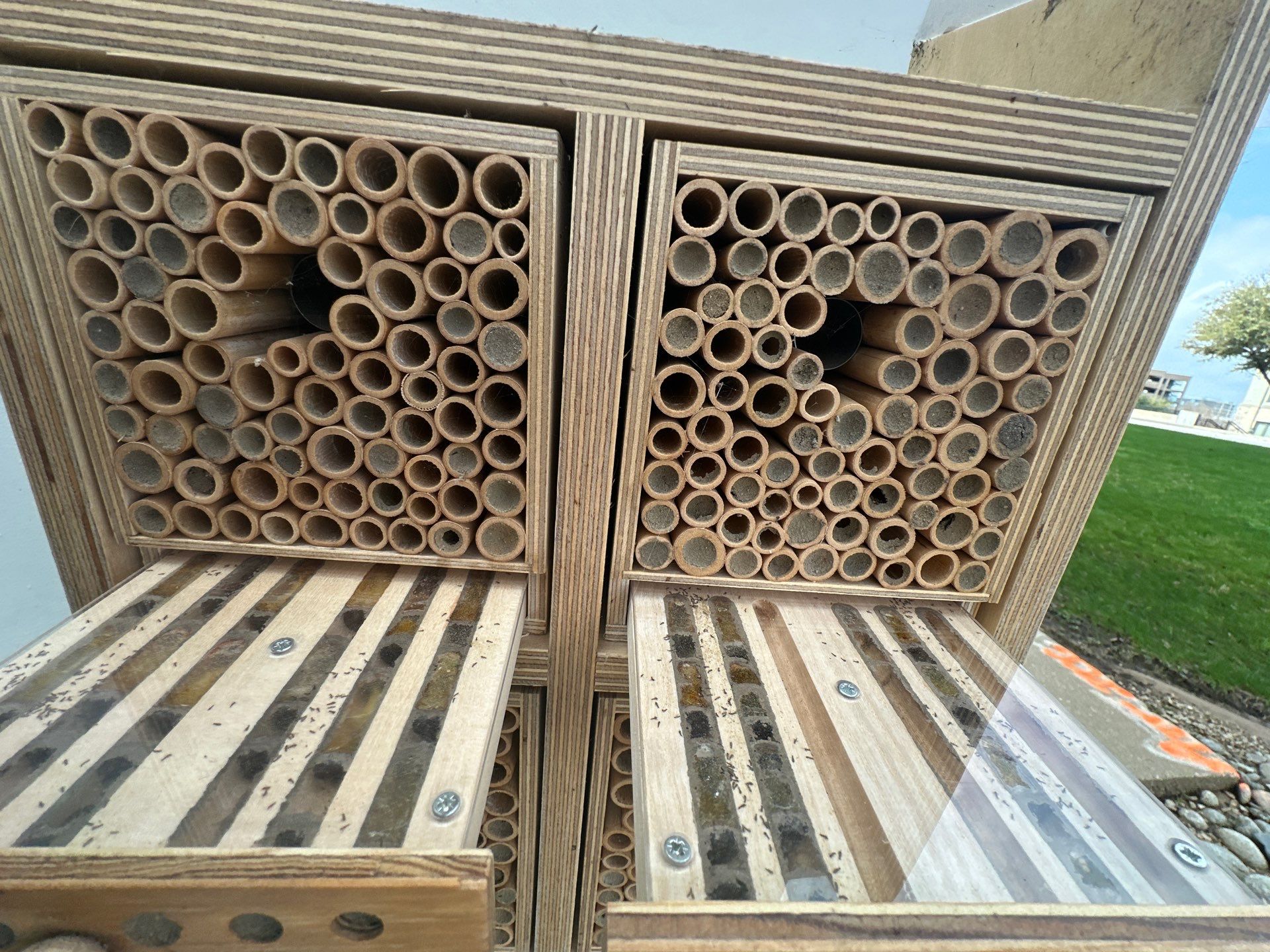 Rooftop Bees in Irving by Rockwall Honey Bee Company