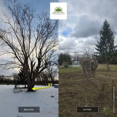 Tree Removal