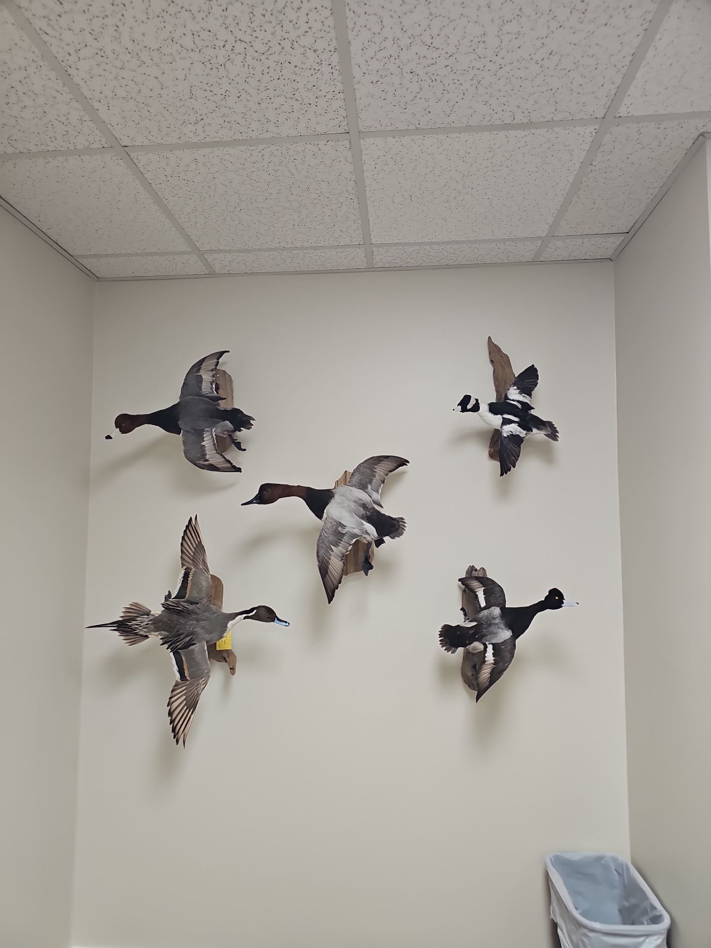 Professional Hanging Services by Hangman Mounting & Installation