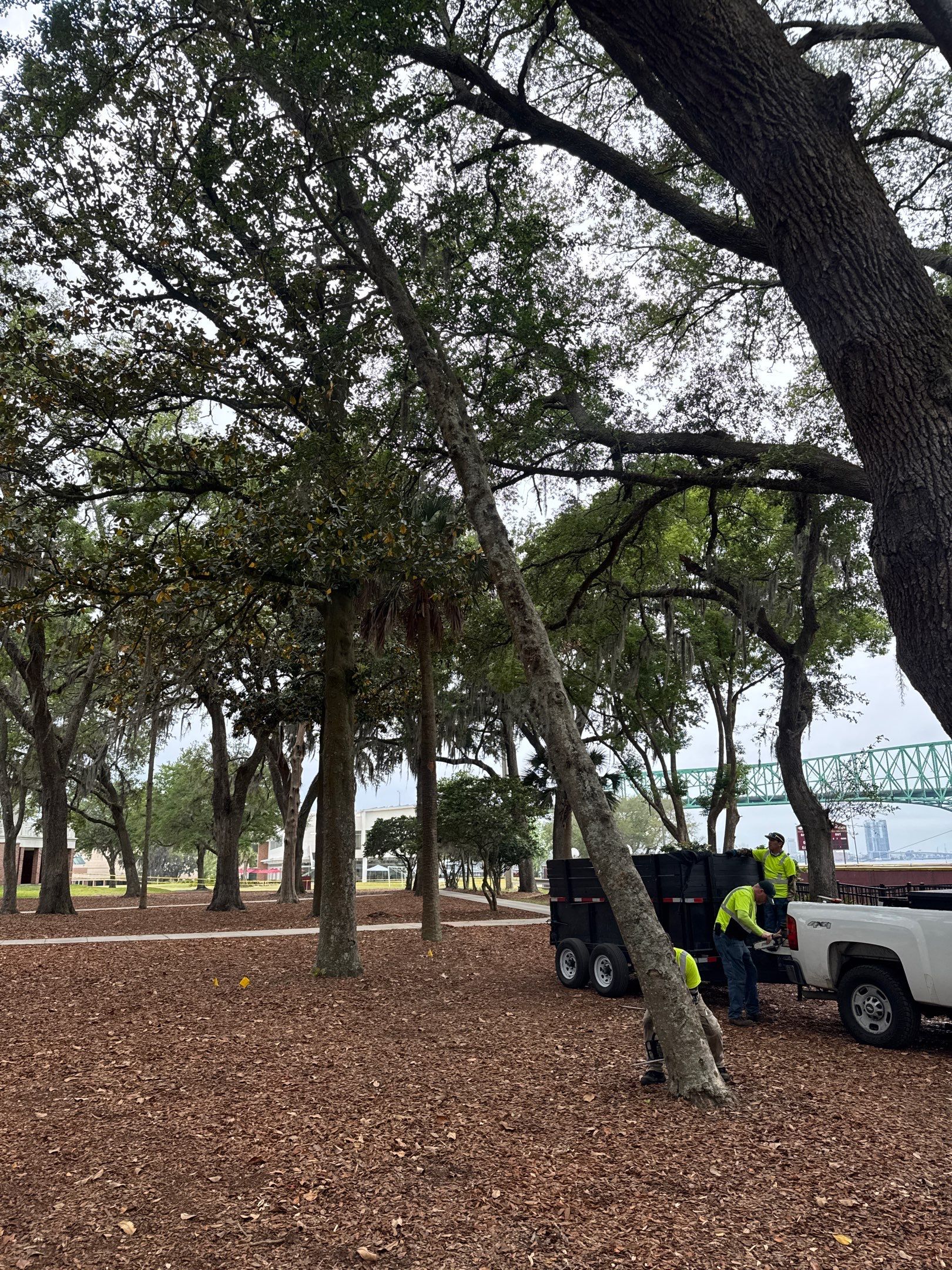 Episcopal School of Jacksonville | Tree Service by ProGreen Services